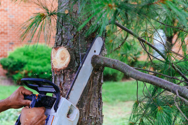 Reliable Thompson Falls, MT Tree Removal Solutions